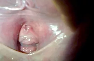 Bully zwei Färsen In ...