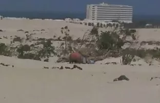 Wirft das Bein Färse ...